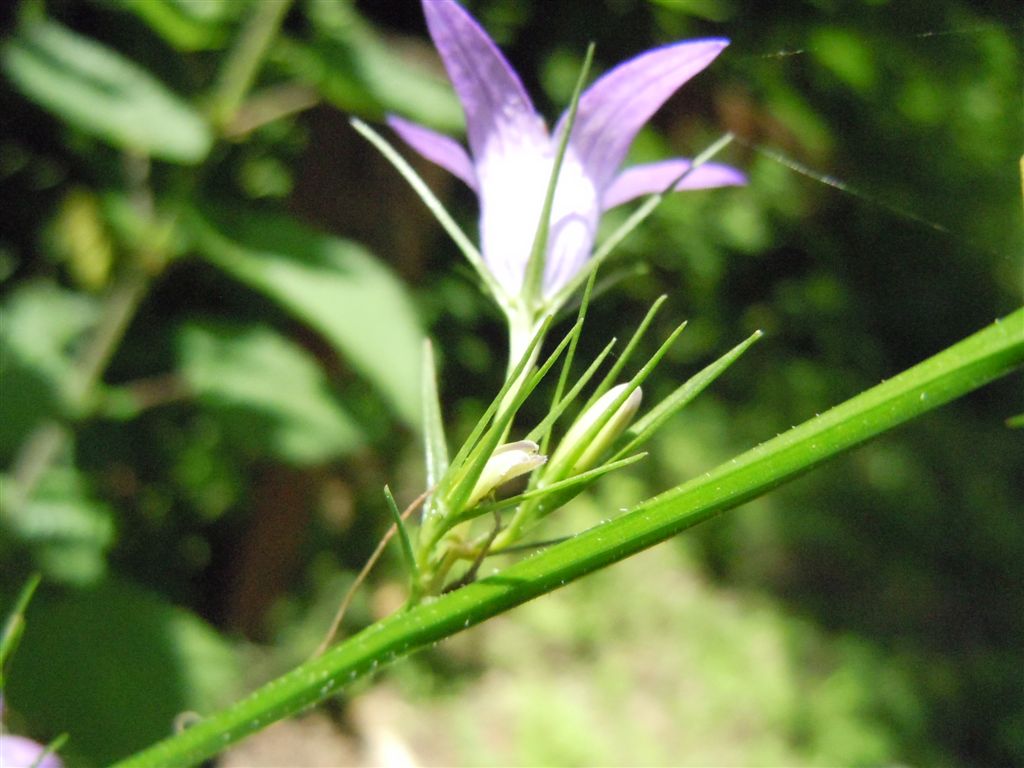 Campanula rapunculus / Raperonzolo